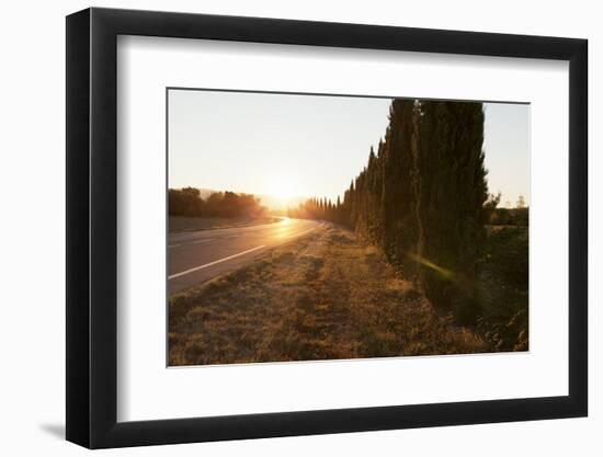 Alley of Cypresses Along a Road at Sunset, Gordes, Provence, Provence-Alpes-Cote D'Azur, France-Markus Lange-Framed Photographic Print