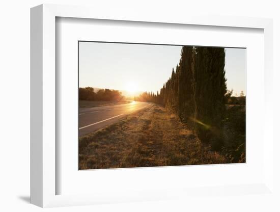 Alley of Cypresses Along a Road at Sunset, Gordes, Provence, Provence-Alpes-Cote D'Azur, France-Markus Lange-Framed Photographic Print