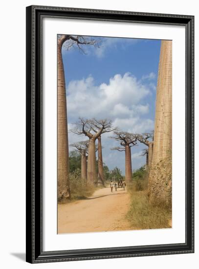 Alley of the Baobabs (Adansonia Grandidieri), Morondava, Madagascar, Africa-Gabrielle and Michel Therin-Weise-Framed Photographic Print