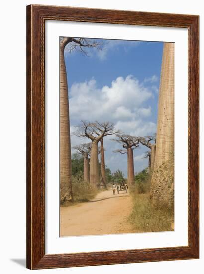 Alley of the Baobabs (Adansonia Grandidieri), Morondava, Madagascar, Africa-Gabrielle and Michel Therin-Weise-Framed Photographic Print