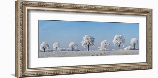 Alley tree with frost, Bavaria, Germany-Frank Krahmer-Framed Art Print