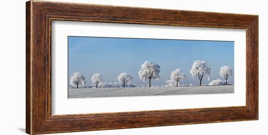 Alley tree with frost, Bavaria, Germany-Frank Krahmer-Framed Art Print