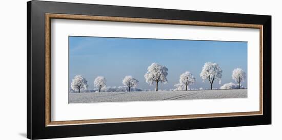 Alley tree with frost, Bavaria, Germany-Frank Krahmer-Framed Art Print