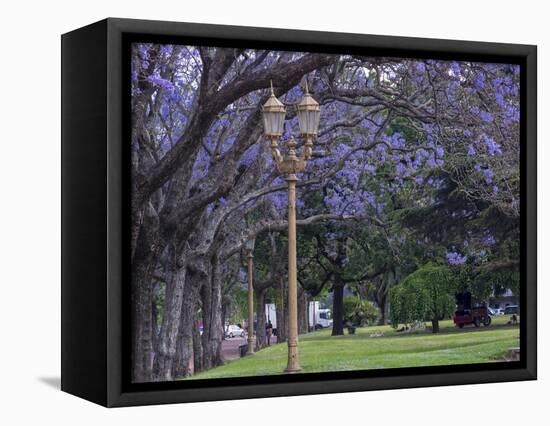 Alley with jacaranda trees in park Plaza Intendente Seeber. Buenos Aires, capital of Argentina.-Martin Zwick-Framed Premier Image Canvas