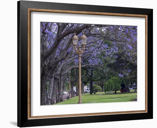 Alley with jacaranda trees in park Plaza Intendente Seeber. Buenos Aires, capital of Argentina.-Martin Zwick-Framed Photographic Print