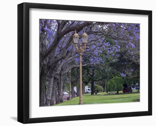 Alley with jacaranda trees in park Plaza Intendente Seeber. Buenos Aires, capital of Argentina.-Martin Zwick-Framed Photographic Print