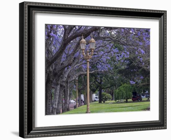 Alley with jacaranda trees in park Plaza Intendente Seeber. Buenos Aires, capital of Argentina.-Martin Zwick-Framed Photographic Print