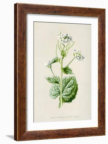 Alliaria Officinalis-F Edward Hulme-Framed Art Print