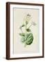 Alliaria Officinalis-F Edward Hulme-Framed Art Print