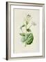 Alliaria Officinalis-F Edward Hulme-Framed Art Print