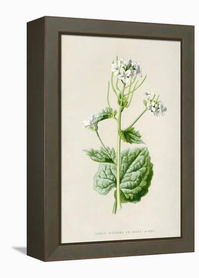 Alliaria Officinalis-F Edward Hulme-Framed Stretched Canvas