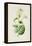 Alliaria Officinalis-F Edward Hulme-Framed Stretched Canvas