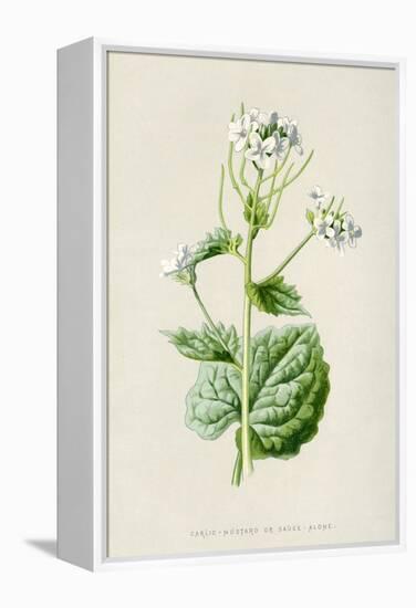 Alliaria Officinalis-F Edward Hulme-Framed Stretched Canvas