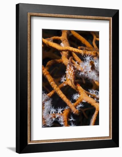 Allied Cowry (Phenacovolva Gracilis), Southern Thailand, Andaman Sea, Indian Ocean, Asia-Andrew Stewart-Framed Photographic Print