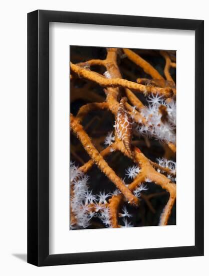 Allied Cowry (Phenacovolva Gracilis), Southern Thailand, Andaman Sea, Indian Ocean, Asia-Andrew Stewart-Framed Photographic Print