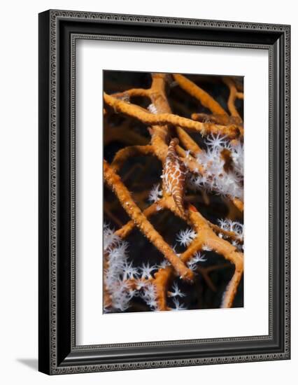 Allied Cowry (Phenacovolva Gracilis), Southern Thailand, Andaman Sea, Indian Ocean, Asia-Andrew Stewart-Framed Photographic Print