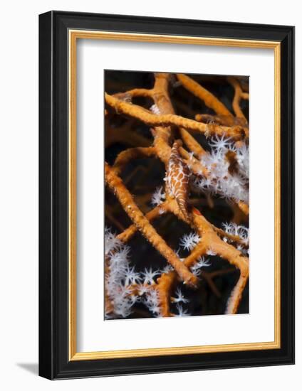 Allied Cowry (Phenacovolva Gracilis), Southern Thailand, Andaman Sea, Indian Ocean, Asia-Andrew Stewart-Framed Photographic Print