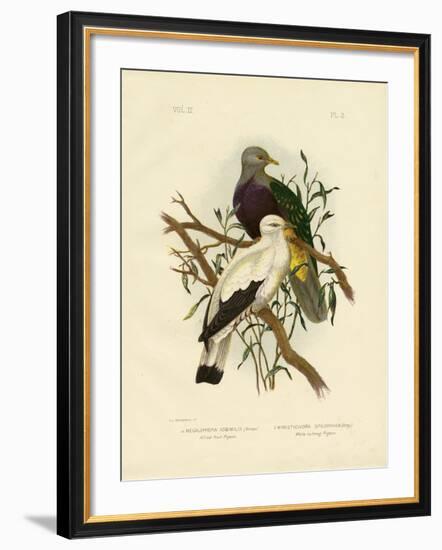 Allied Fruit Pigeon or Wompoo Fruit-Dove, 1891-Gracius Broinowski-Framed Giclee Print