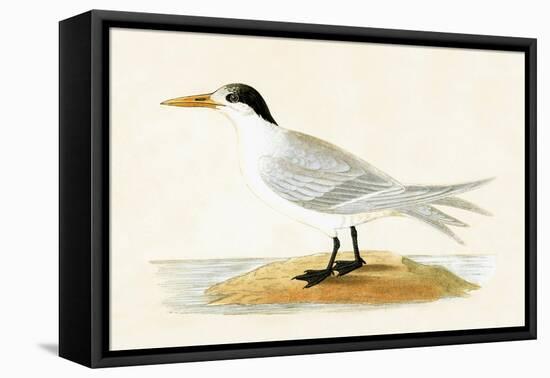 Allied Tern, Illustration from 'A History of the Birds of Europe Not Observed in the British Isles'-English-Framed Premier Image Canvas