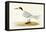 Allied Tern, Illustration from 'A History of the Birds of Europe Not Observed in the British Isles'-English-Framed Premier Image Canvas