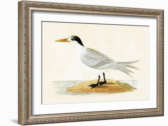 Allied Tern, Illustration from 'A History of the Birds of Europe Not Observed in the British Isles'-English-Framed Giclee Print