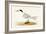 Allied Tern, Illustration from 'A History of the Birds of Europe Not Observed in the British Isles'-English-Framed Giclee Print