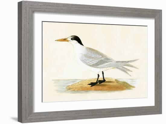 Allied Tern, Illustration from 'A History of the Birds of Europe Not Observed in the British Isles'-English-Framed Giclee Print