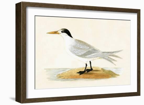 Allied Tern, Illustration from 'A History of the Birds of Europe Not Observed in the British Isles'-English-Framed Giclee Print