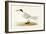 Allied Tern, Illustration from 'A History of the Birds of Europe Not Observed in the British Isles'-English-Framed Giclee Print