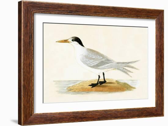 Allied Tern, Illustration from 'A History of the Birds of Europe Not Observed in the British Isles'-English-Framed Giclee Print