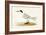 Allied Tern, Illustration from 'A History of the Birds of Europe Not Observed in the British Isles'-English-Framed Giclee Print