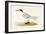 Allied Tern, Illustration from 'A History of the Birds of Europe Not Observed in the British Isles'-English-Framed Giclee Print