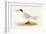 Allied Tern, Illustration from 'A History of the Birds of Europe Not Observed in the British Isles'-English-Framed Giclee Print