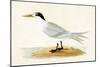 Allied Tern, Illustration from 'A History of the Birds of Europe Not Observed in the British Isles'-English-Mounted Giclee Print