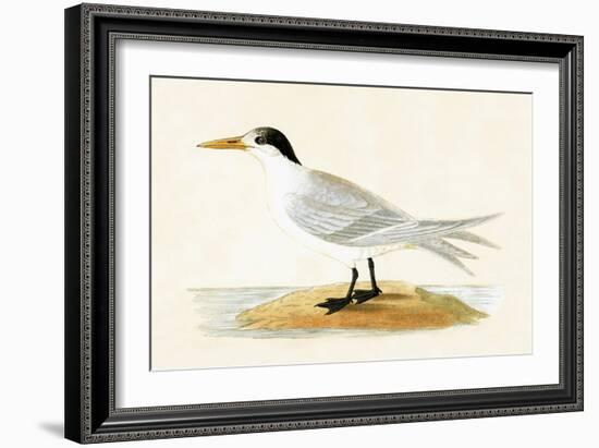 Allied Tern, Illustration from 'A History of the Birds of Europe Not Observed in the British Isles'-English-Framed Giclee Print