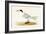 Allied Tern, Illustration from 'A History of the Birds of Europe Not Observed in the British Isles'-English-Framed Giclee Print