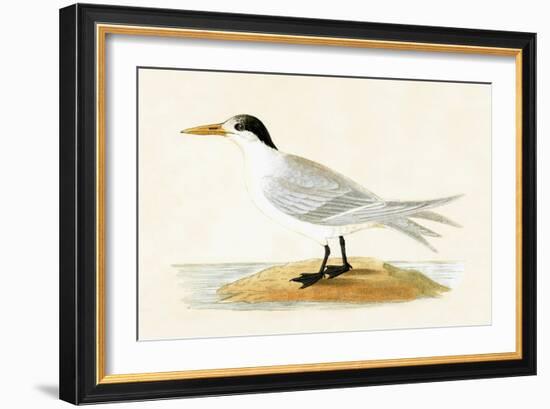 Allied Tern, Illustration from 'A History of the Birds of Europe Not Observed in the British Isles'-English-Framed Giclee Print