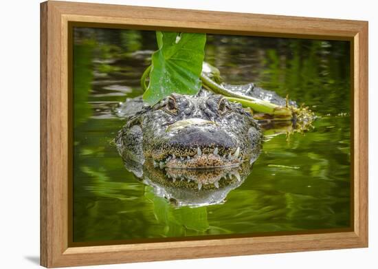 Alligator 2-Dennis Goodman-Framed Premier Image Canvas