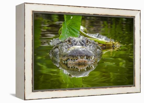 Alligator 2-Dennis Goodman-Framed Premier Image Canvas