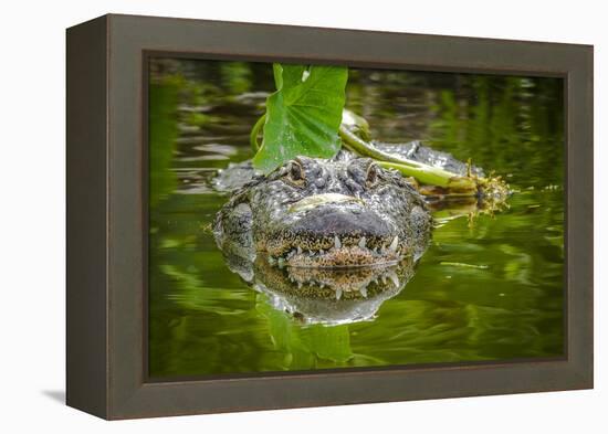 Alligator 2-Dennis Goodman-Framed Premier Image Canvas