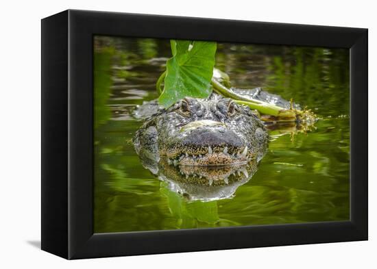 Alligator 2-Dennis Goodman-Framed Premier Image Canvas