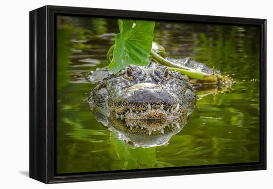 Alligator 2-Dennis Goodman-Framed Premier Image Canvas