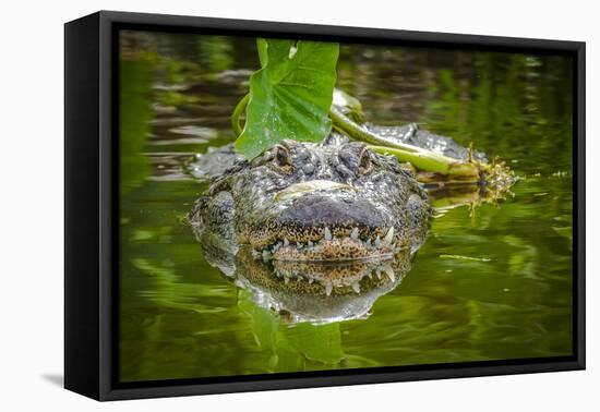 Alligator 2-Dennis Goodman-Framed Premier Image Canvas