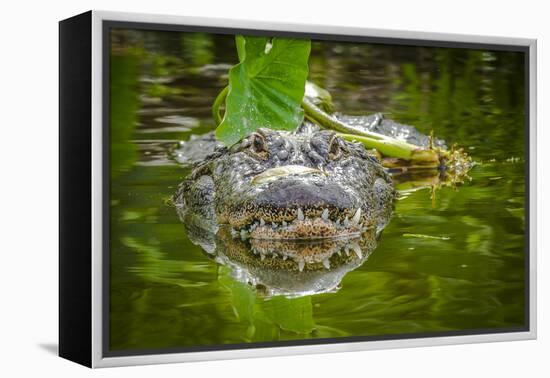 Alligator 2-Dennis Goodman-Framed Premier Image Canvas