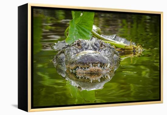 Alligator 2-Dennis Goodman-Framed Premier Image Canvas