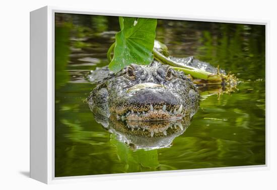 Alligator 2-Dennis Goodman-Framed Premier Image Canvas