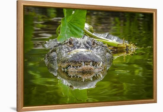 Alligator 2-Dennis Goodman-Framed Premier Image Canvas