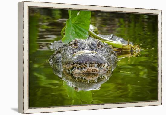 Alligator 2-Dennis Goodman-Framed Premier Image Canvas