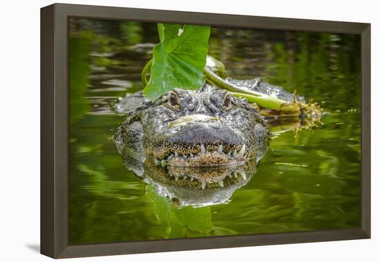 Alligator 2-Dennis Goodman-Framed Premier Image Canvas