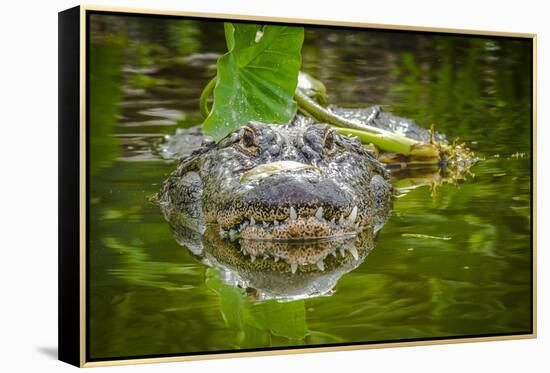 Alligator 2-Dennis Goodman-Framed Premier Image Canvas